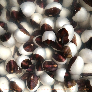 Calypso Bush Bean, Heirloom